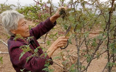 Loại cây ai cũng nghĩ chỉ lấy quả, hóa ra lá non mới là thứ "hái ra tiền"