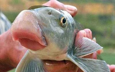 Loại cá ngoại hình xấu xí nhưng có tên rất đẹp, giá lên tới cả triệu đồng/kg