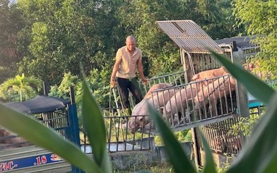 Triệt phá đường dây vận chuyển, mua bán hơn 250 tấn lợn bệnh ở Quảng Trị