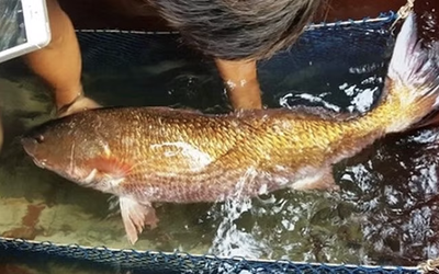 Loài cá tiền tỷ quý hiếm bậc nhất ở Việt Nam, được giới nhà giàu khắp nơi "săn lùng"