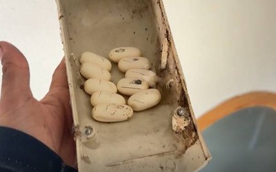 Vệ sinh điều hòa, người thợ sốc nặng khi thấy cảnh tượng trước mắt