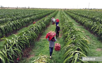Nông sản lên máy bay phải đáp ứng những tiêu chuẩn nghiêm ngặt như thế nào?