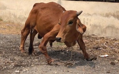 Người đàn ông trả 19,5 triệu đồng để mua con bò dị tật ở lò mổ