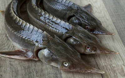 Loại cá có vẻ ngoài xấu xí nhưng lại là "kho báu dinh dưỡng": Thịt dày, ít tanh, giàu omega-3