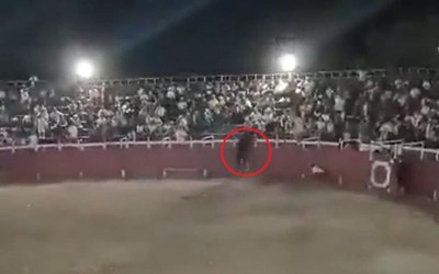 Bò tót nhảy qua hàng rào sân vận động rồi lao vào đám đông