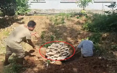 Đi vào rừng, người dân bất ngờ chứng kiến cảnh tượng "nổi da gà"