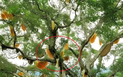 Nhìn lên cây sung cổ thụ, người dân sửng sốt chứng kiến cảnh tượng "nổi da gà"