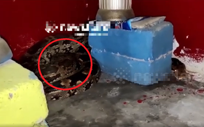 Vừa bước vào nhà, người dân thấy cảnh tượng "đáng sợ"