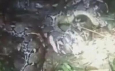 Mổ bụng trăn dài 7,8 mét, người dân sốc nặng khi chứng kiến cảnh tượng "nổi da gà"