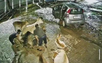 Ba người đàn ông đi ô tô bắt trộm bò trong đêm