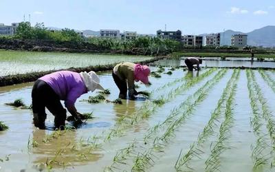 Xem mắt tại ruộng lúa, cô gái nói một câu khiến đàng trai "sốc nặng"