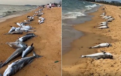 Hàng trăm con cá chết dạt vào bờ biển khiến người dân sốc nặng