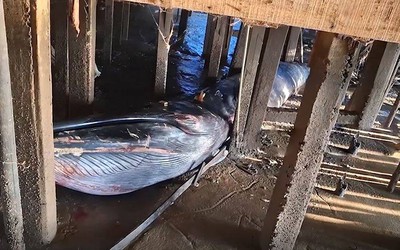 Thấy cảnh tượng lạ dưới ngôi nhà gỗ, người dân ùn ùn kéo tới xem