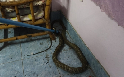 Bắt sống rắn hổ mang chúa dài 3 mét, nặng 6kg bò vào nhà dân