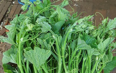 Loại rau bổ dưỡng bán đầy chợ giúp ổn định huyết áp, tốt cho tiêu hóa, nhiều người bỏ qua