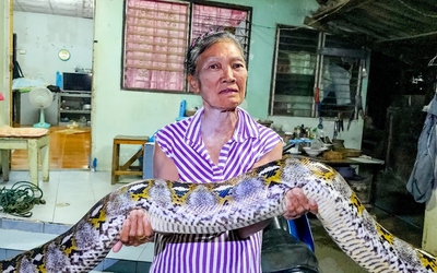 Bắt sống trăn khổng lồ dài 4 mét, nặng gần 30kg bò vào nhà dân