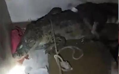 Nghe tiếng chó sủa, người đàn ông bắt gặp cảnh tượng đáng sợ trong đêm