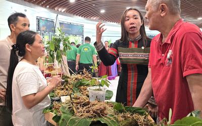 Sâm Ngọc Linh xuống phố, tìm đường đi xa