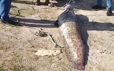 Ngư dân câu được con cá trê khổng lồ dài 1,9 mét, nặng 78kg trên sông