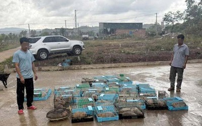 Khởi tố người đàn ông về tội buôn lậu 105 cá thể dúi