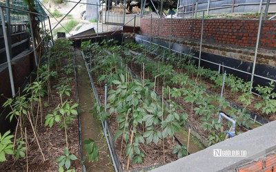 Chuyện sâm ngọc linh nhân một vụ án về sâm