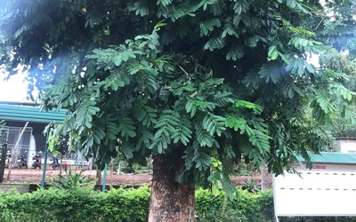 Giá mà cây biết nói?