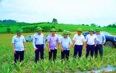 Nghệ An: Phát triển vùng nguyên liệu dứa và những chính sách hỗ trợ