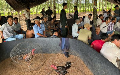 Triệt phá sới gà do 2 vợ chồng cầm đầu, mời làm việc 40 đối tượng