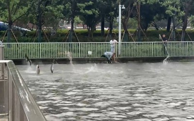 Hàng trăm con cá nhảy khỏi mặt nước, người dân thi nhau ra bắt