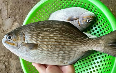 Loài cá có cái tên nghe "rùng rợn" nhưng thịt là nguồn dinh dưỡng cực kỳ quý giá