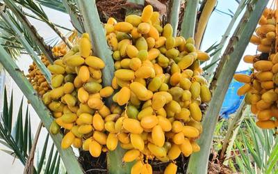 Quả chà là ngọt thơm, giàu dưỡng chất: 5 nhóm người nên ăn để nhận trọn lợi ích