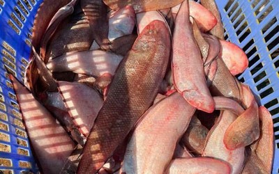 Loài cá ít xương nhiều thịt, là "kho báu" dưỡng chất tốt cho sức khoẻ