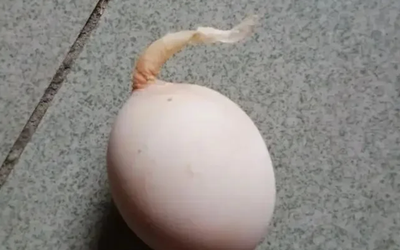 Quả trứng gà kỳ lạ mọc "đuôi" dài 5 cm