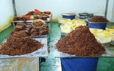 Triệt phá đường dây sản xuất hành chục tấn khô bò giả, doanh thu 21 tỷ đồng
