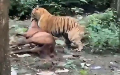 Hổ dữ tấn công ngựa rồi kéo vào rừng ngay giữa ban ngày