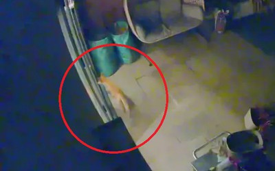 Cáo lẻn vào nhà dân, cắn em bé 3 tháng tuổi đang ngủ