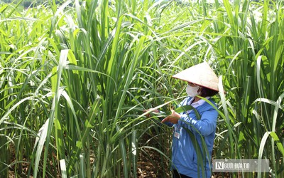 Để nông sản quê nhà “xuất ngoại”, nhà nông phải thay đổi