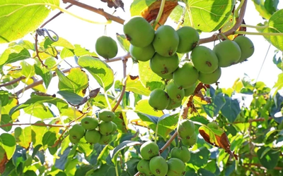Ít ai ngờ loài cây mọc dại này lại có tiềm năng "khắc tinh" ung thư phổi