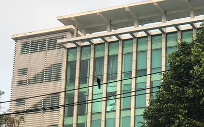 Bồ câu trên phố