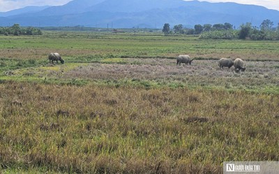 Bài toán nan giải khi nông dân "quay lưng" với vụ hè - thu