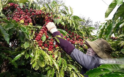 Cà phê Gia Lai chạy đua với EUDR