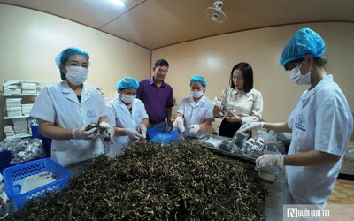 Từ những bịch phôi nấm đến chuỗi sản xuất hàng triệu bịch mỗi năm
