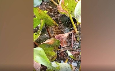 Đang đi thuyền trên sông, du khách bắt gặp cảnh tượng nổi da gà
