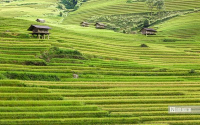 Về quê lập nghiệp: Không phải bước lùi, mà là một lựa chọn trưởng thành