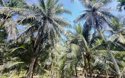 Sát hại vợ rồi trèo lên cây dừa trốn, người đàn ông ngã xuống đất nguy kịch