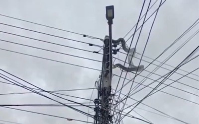 Nhìn lên cột điện, người dân bắt gặp cảnh tượng đáng sợ