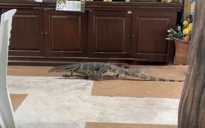 Đang dùng bữa, thực khách bắt gặp cảnh tượng nổi da gà