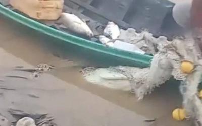 Đi thu lưới, ngư dân nhìn thấy cảnh tượng nổi da gà trên sông
