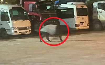 Đang đi dạo, người dân bỗng phát hiện cảnh tượng "nổi da gà" liền bỏ chạy
