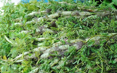 Ăn 1 nắm rau này "tốt ngang thịt", nhìn qua tưởng cỏ dại
